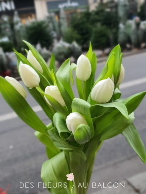 Tulipes couleurs variées