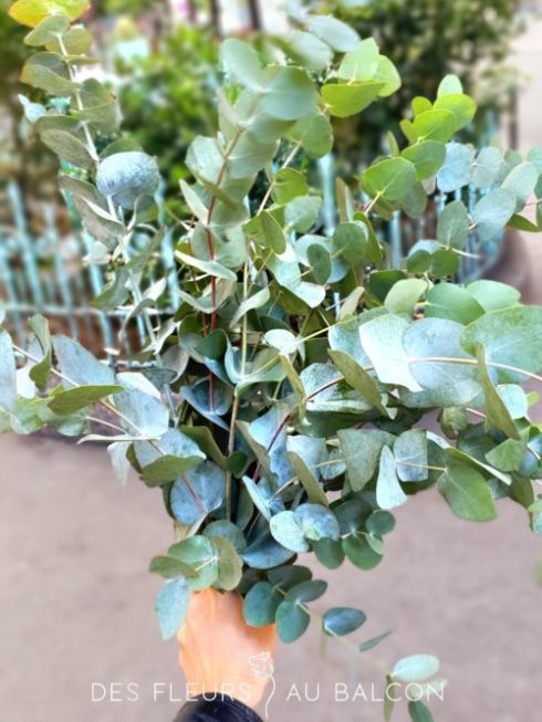 Eucalyptus