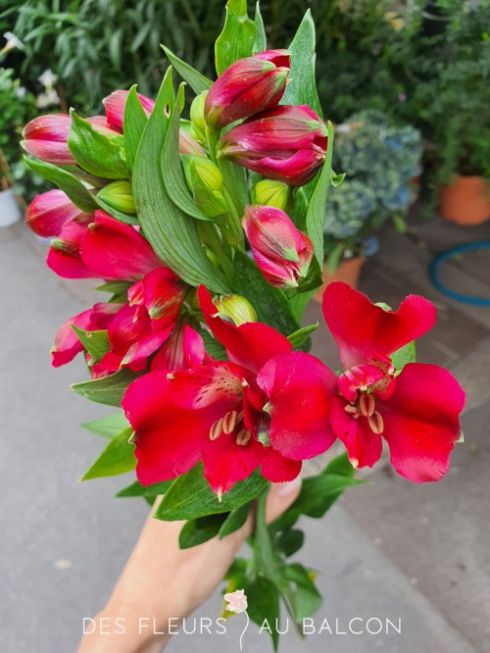 Alstroemeria rouge